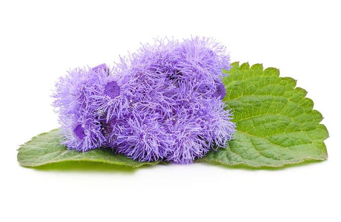 Ageratum flower with white background