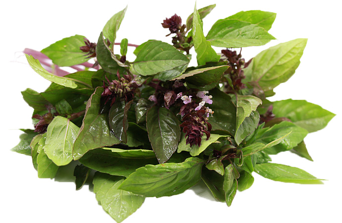 Cinnamon basil with white background