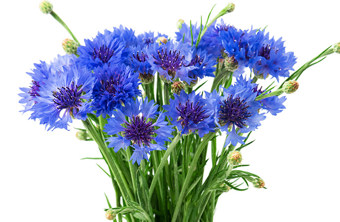 Corn Flower with white background